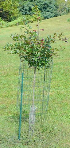 Protect trees 2024 from deer